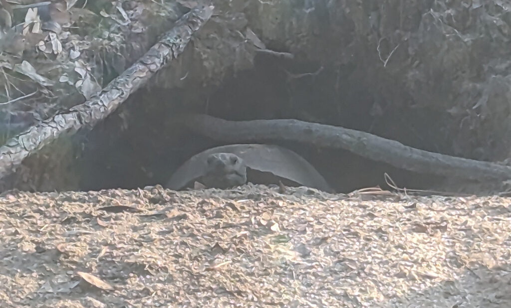 2023 Roebling WERA Race 10 Recap is sponsored by this tortoise who was living in the berm next to the track