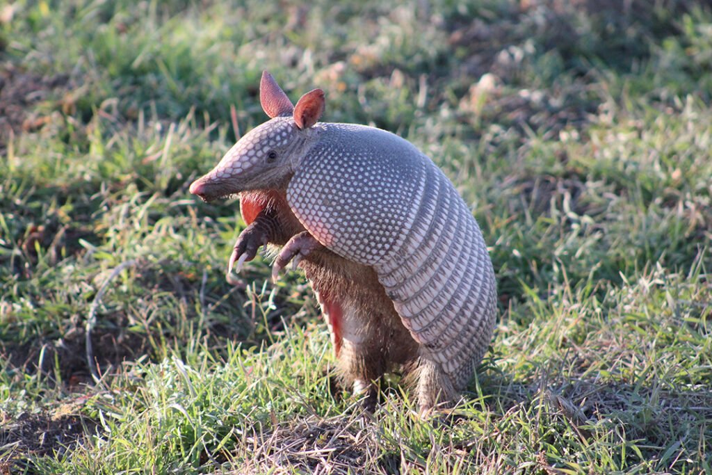 2022 Barber WERA Race Recap includes an armadillo who made its way onto the racetrack