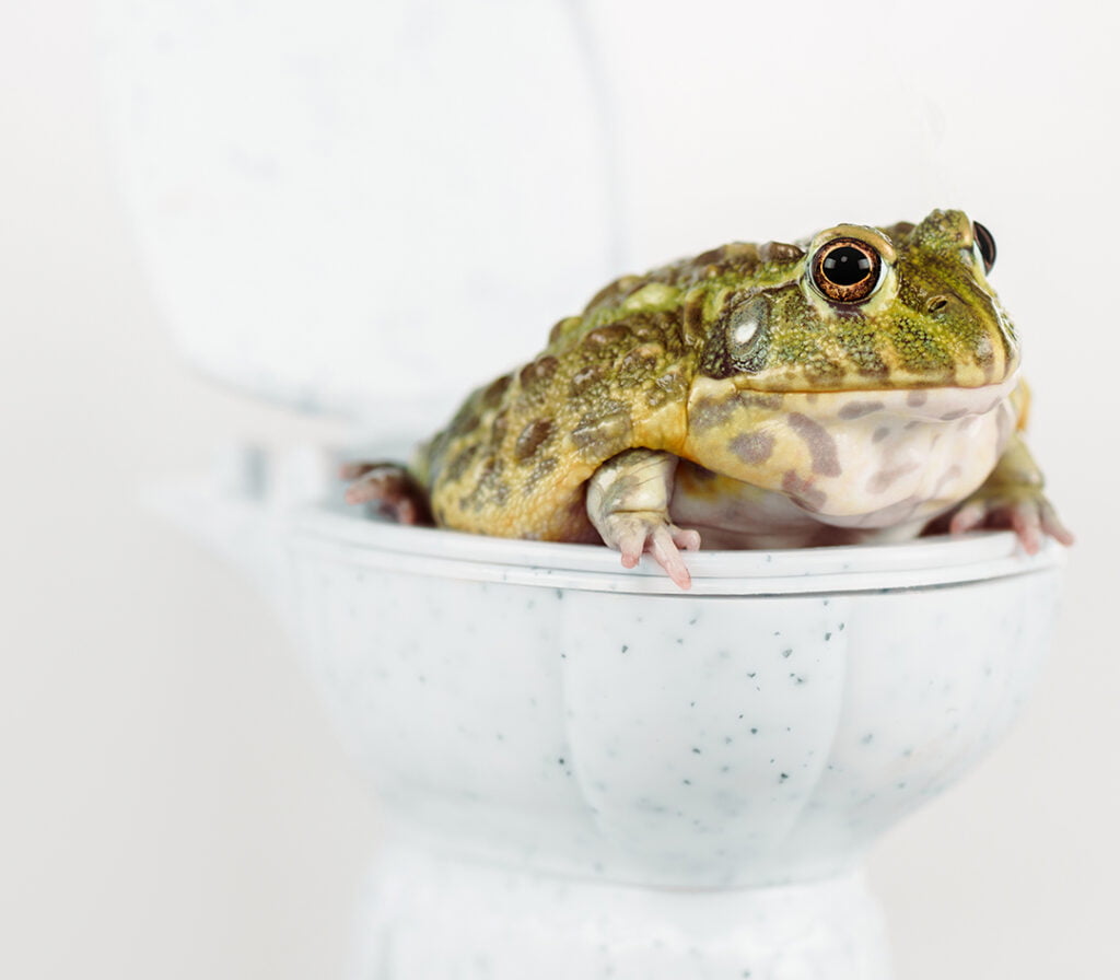 2023 Talladega GP WERA race recap includes a toilet toad - not this toad on the toilet, but a toad in the toilet stall